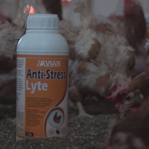 Royalilaç Avian Anti-Stress Lyte 1 lt Kanatlı Hayvanlar İçin İshal ve sıvı Kayıplarında Etkili Sıvı Doğal Katkı