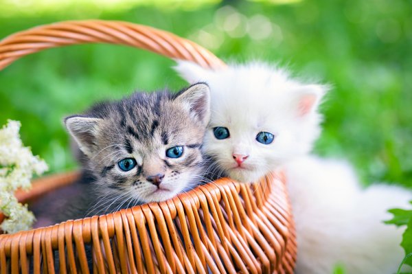 Kedi Genel
